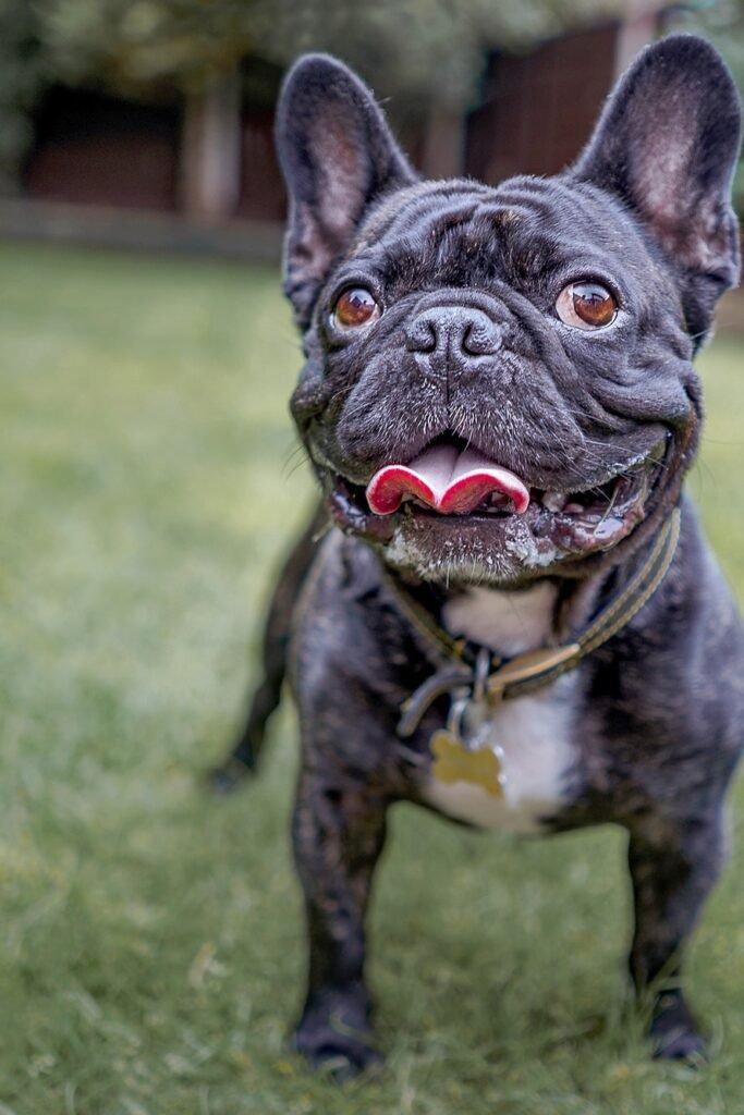 French Bulldog T Shirt